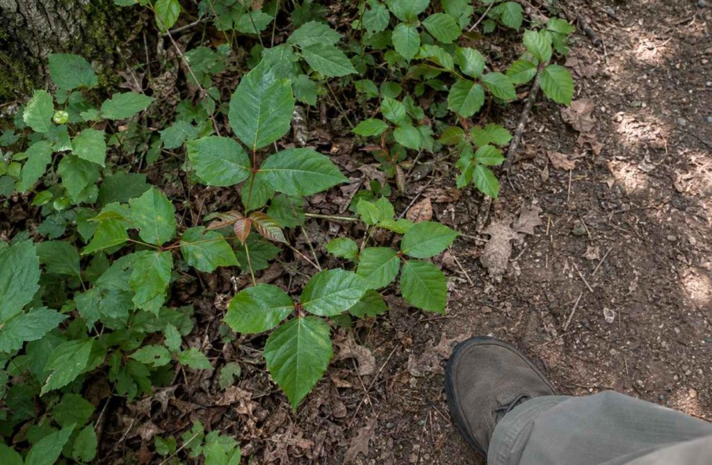 Poison ivy growing as ground cover at the edge of a dirt trail, beside a walker's shoe