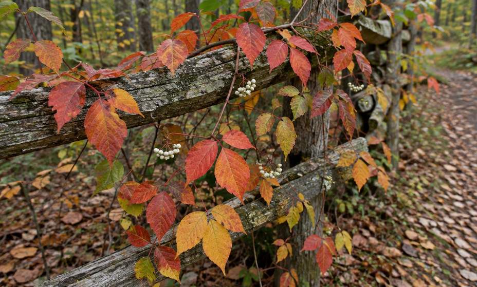 Poison ivy leaves turned red and orange in autumn along a fence line